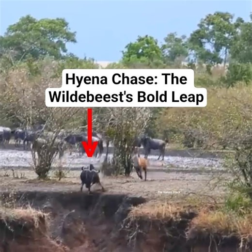 ​Hyena Hunt Gone Wrong: The Wildebeest’s Daring Jump! #Hyena #Wildebeest #TheNatureStack ​#Wildlife