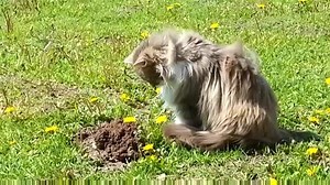 Cat sees mole coming out of a hole and his reaction is HILARIOUS ! | UrbaN SpeecH BubblE
