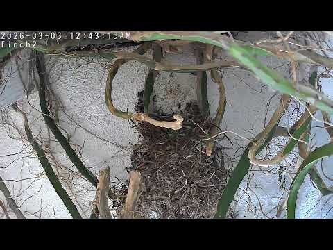 Finch Cam 2 at Painted Peacock Manor