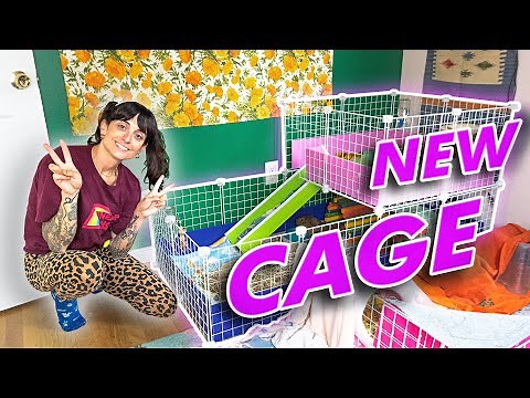 NEW C&C CAGE Setup For Guinea Pigs!