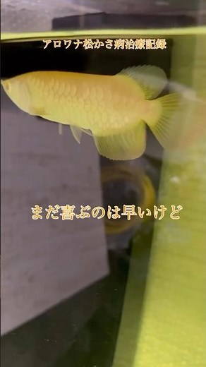 アロワナ アルビノ過背金龍 幼魚 松かさ病治療記録 グリーンFG