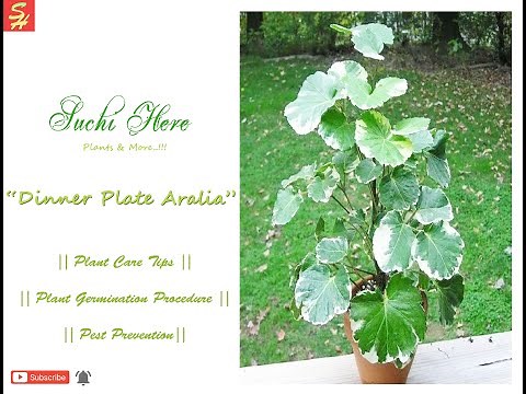 Aralia | Dinner Plate Aralia | How to Care & Grow Aralia Plant | Tips to Grow Aralia | Aralia Care |