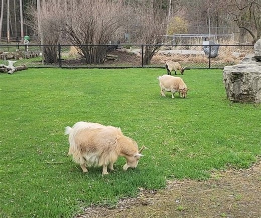 22K views · 189 reactions | Take 15 seconds to enjoy a little Zen with the goats. There's nothing like a peaceful field of fresh, green grass to get you going in the morning. | NEW Zoo & Adventure Park | Facebook
