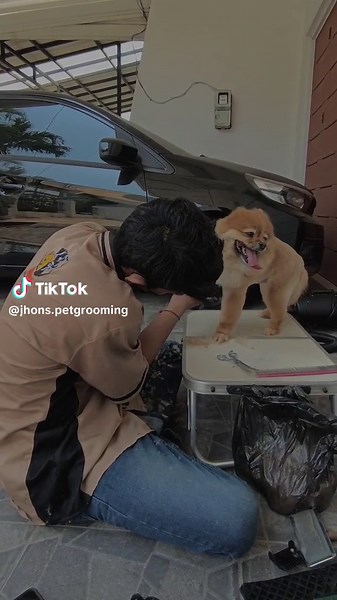 stayling treatment ✂️ YUK RESERVASI JADWALMU BARENG MINPAW 🥰 JHON'S PET GROOMING siap bantu kamu dirumah 😊 📌 Jakarta - Bekasi Wa : 081585025585 #salonhewanpanggilan #salonhewanjakarta #salonanjing #salonkucing #petgrooming #salonhewanbekasipanggilan #petshoponline #petcare#grooming #groominghewanbekasi #petgrooming