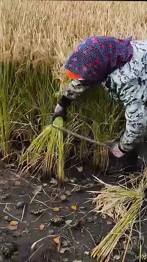 Harvesting Rice: Traditional Techniques in Agriculture