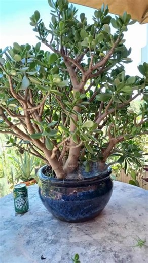 15K views · 62 reactions | How to make a jade tree bloom and bring good luck into your home | Simple Living Solutions | Facebook
