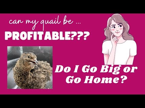 Can My Quail Be...PROFITABLE? Episode 1: Go Big or Go Home?