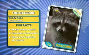 Raccoon - 神奇的动物 Amazing Animals