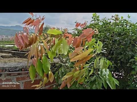 Spring's Whisper: Wind in Motion Snap a Photo