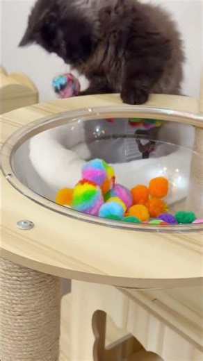 The Moment This Cat Took Over the Cat House