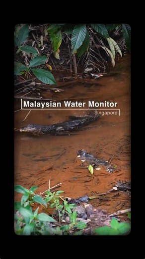 Big Water Monitor Lizard in Jungle Stream #nature #lizard