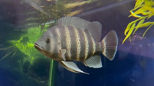 Zebra Tilapia- Heterotilapia buttikoferi If your taste in fish is a little on the larger side and you’re on the lookout for an aquatic fishy friend, then look no further than this little lady! or should we say……. not so little!! This girl has to be one of the most beautiful and perfect examples we’ve had in the shop, she has a super personality, greeting you the moment you approach the tank. Cichlids in general are known for their friendly nature but it has to be said that few are as personable 