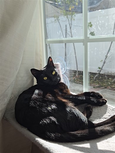 Celebrate Dagger's 1st Birthday!