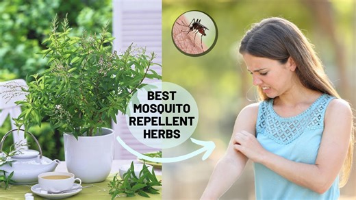 Grow mosquito-repelling herbs for healthy outdoor spaces
