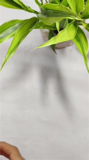 11K views · 340 reactions | Easy making coconut shell fish殺☺️ #coconutshellcraftideas #coconutshellcraft #coconutshellproduct #love #coconut #coconutbowls #life #loveislove #BTS #Christmas | Master Ideas | Facebook