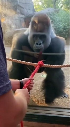 Unbelievable Strength Test | Man Tries to Out-Pull a Silverback Gorilla #amazinganimals #gorilla