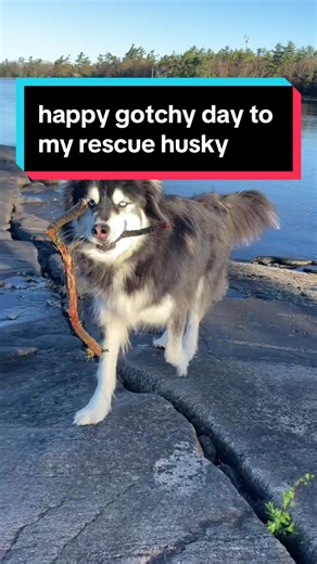 Husky Rescue Story: Happy Gotchya Day!