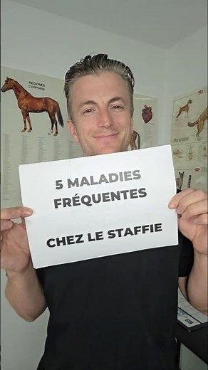 Le staffie est prédisposé à ces 5 maladies