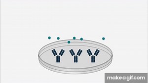 Radioimunoensaio (RIA - Radioimmunoassay) on Make a GIF