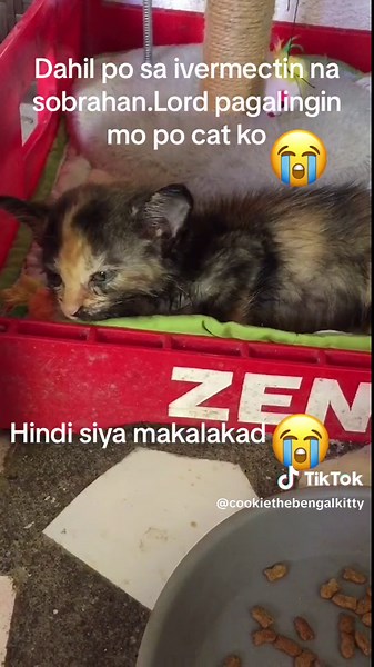 Calico Cat Allergies and Ivermectin Effects