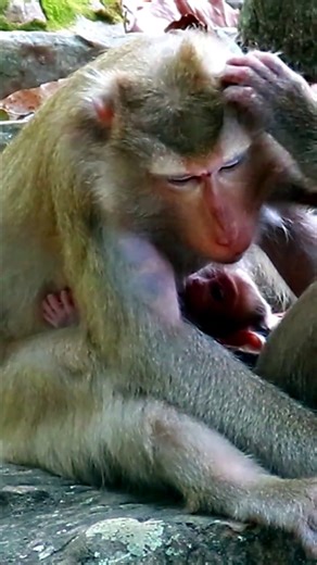 Adorable Wild Monkey Mother Nursing Her Baby #reelsviralシ | AnimalLovely Monkey