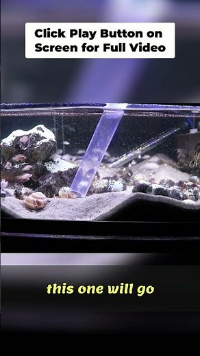 Pool Filter Sand: Aquarium Substrate Secrets Revealed!