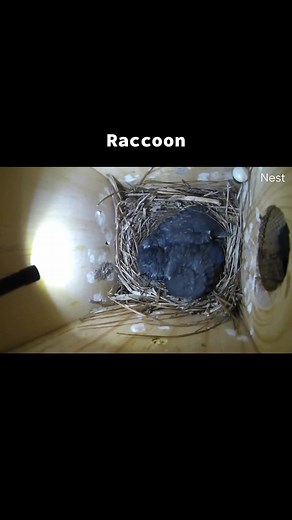 Raccoon Takes Eastern Bluebird Chicks & Returns for the Rest! 😢🐦🦝 #EasternBluebirds #PredatorAttack #SurvivalStruggle #NaturesReality #FYP