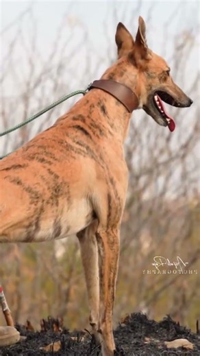 DANGEROUS HUNTING DOG ON DUTY #hunting #hunterxhunter #hunter #dog #pets #shorts