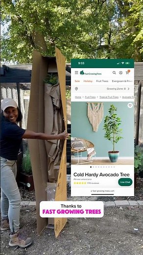 Cold Hardy Avocado Tree Review from Fast Growing Trees 🥑🌱 #avocadotree #gardening