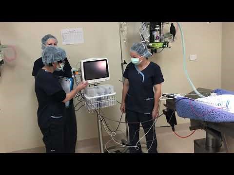 UNDERSTANDING CAPNOGRAPHY with Super Nurse Ana at Treendale Pet Medical