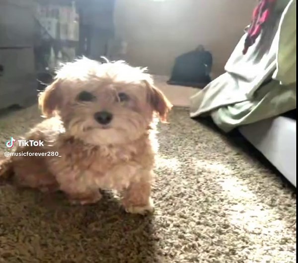 Teach Me How to Dougie with Goats and Peanut