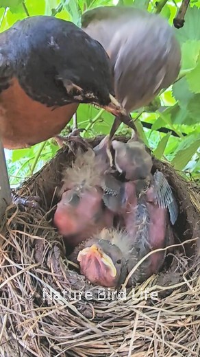 Nature bird life, review mother bird little birds baby bird nest daily life #birdlovers #babybird #relax #holidays #birdsofinstagram #birdsounds #littlebird #bird #birdlife #nature #babybird #naturelover #birdwatching #motherbird #wildlife #viralvideo #reviewbirdnest #birdphotography #birdnest #lifewithbirds | Nature Bird Life