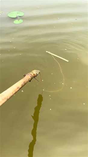Giant Fish Hidden Underwater #Fishing #GiantFish #MonsterFish #BigFish #FishingAdventure #epic