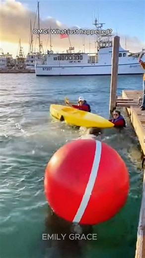 It looks peaceful for half a second… then BOOM—the water erupts. A lazy harbor moment in San Diego turns into absolute chaos when a massive sea lion launches at a kayak like it’s had enough of tourists. Screams, splashes, shaky phone footage, and that stunned silence after everyone realizes what just happened. You can hear the Coast Guard sirens before the clip even ends. Blink and you miss it. Ai-generated content 🦭📱 | Emily Grace