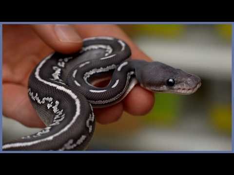 Our BEST Hatching Season?! - Dozens of NEW Babies!