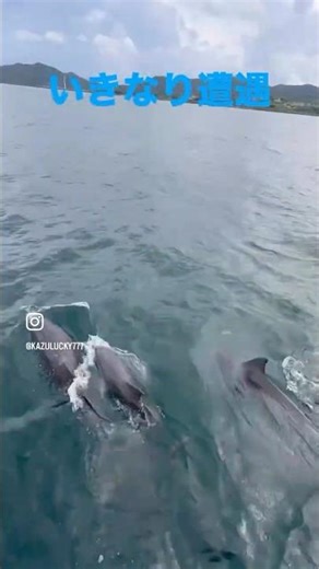 【旅ログ86】〜My trip 🇯🇵〜熊本・天草（イルカセンター）の巻①