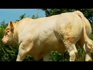 America’s Next Food Revolution: 3 European Cattle Breeds Replacing Angus Today