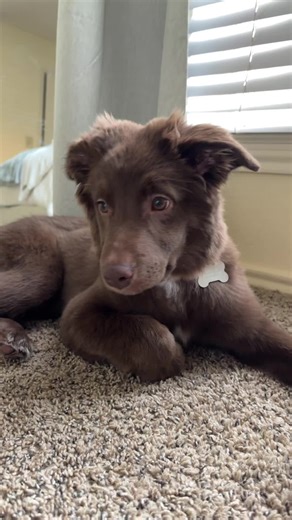 Growing Puppy: Agile and Adorable!