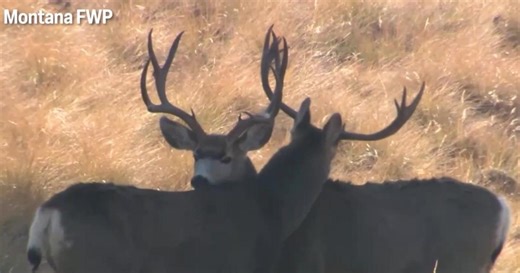 New Montana law changes shed antler collection on state lands