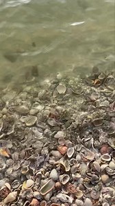 126K views · 2.9K reactions | Now that’s a cone!! * * #whatashell #sweet #shelling #shells #swfl #beachcomber #gulfofmexico #alphabetcone #experienceofalifetime #sand #date #gooutside Video taken by Seth & Becky Nahrold | Reel Kind Fishing and Tours | Facebook
