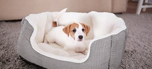 How to Waterproof Dog Beds | DoItYourself.com
