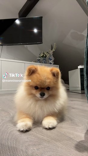Adorable Pomeranian Moments with Manfred