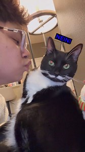 nEiN mEaNs nEiN!! 🚫🐈 #animalvoiceover #talkinganimals #germancat #funnycats #voiceover #catsofinstagram #nein #boundaries 🎥 @jhayden_jake Funny talking German cat, cat saying nein means nein, animal voiceover comedy, Rufus Goodboy cat dubs, grumpy cat videos 2026, cats with accents, German feline humor, cat rejecting kisses, funny pet boundaries, viral animal parodies | Rufus Goodboy