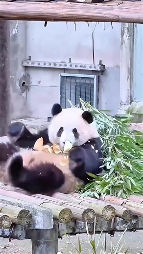 Enjoying Life with Cute Pandas