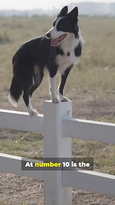 1K views · 45 reactions | The Smartest Dog Breeds Ranked (Top 10...