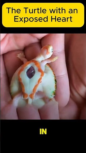 This Baby Turtle Was Born with His Heart Outside His Body 💔🐢 | #Shorts