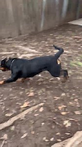 11K views · 486 reactions | Heidi was adopted last week and shows the resilience of a dog gone from rags to riches. She is the first of the seven Oregon hoarding dogs to be adopted! The other six are just as sweet! ADOPTION DAY today. 8-11 530-681-1326 Hope to see you | Rotts of Friends Animal Rescue | Facebook