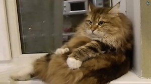 91K views · 2K reactions | Chonky cat can knead himself 殺 | Amazingly Cat | Facebook