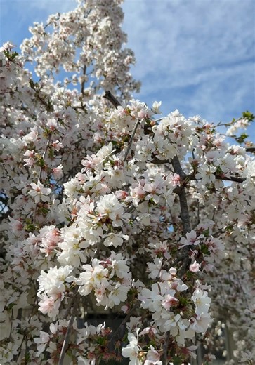 Identifying Trees: What's This Beautiful Tree?