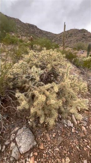 Jumping cactus!#arizona